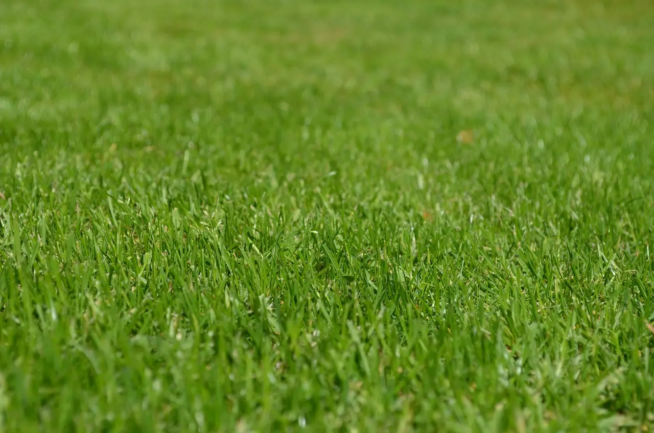 Il metodo segreto dei giardinieri per avere prato perfetto in metà tempo: ecco come funziona