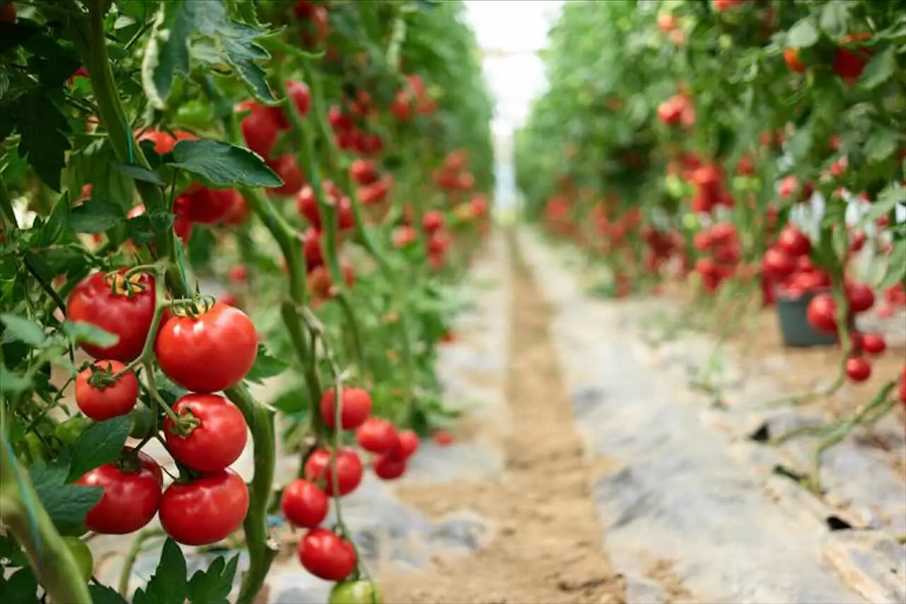 Non piantare i pomodori in questo punto dell’orto: ecco il motivo per cui producono poco