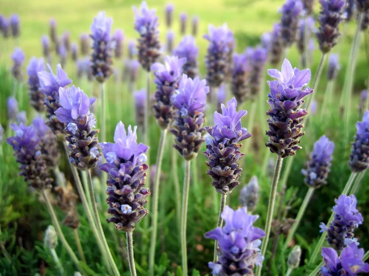 La tua lavanda fiorisce solo una volta? Ecco il trucco per raddoppiare la sua fioritura