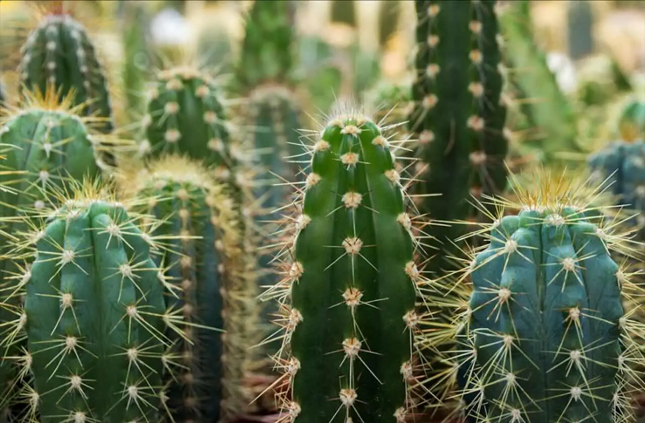 Non coprire i cactus in questo periodo: ecco quando rischiano davvero di morire per il freddo