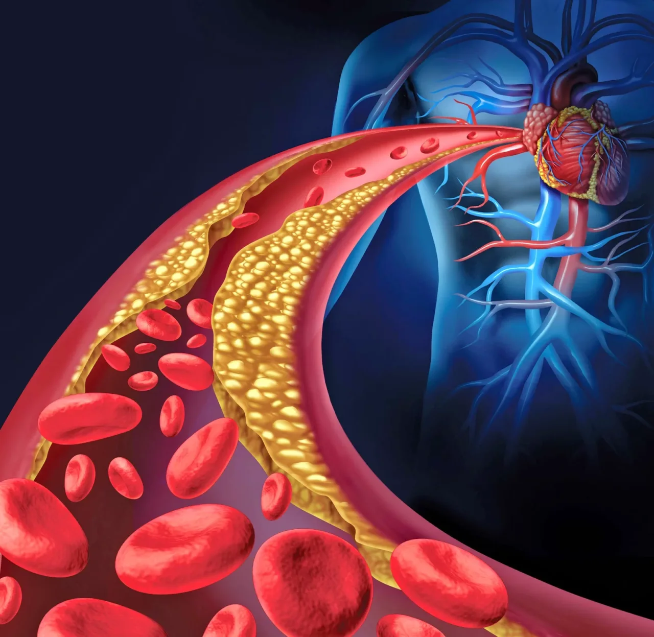 Non solo arterie e vene: ecco cosa succede davvero dentro i tuoi vasi sanguigni e perché bloccarli è pericoloso
