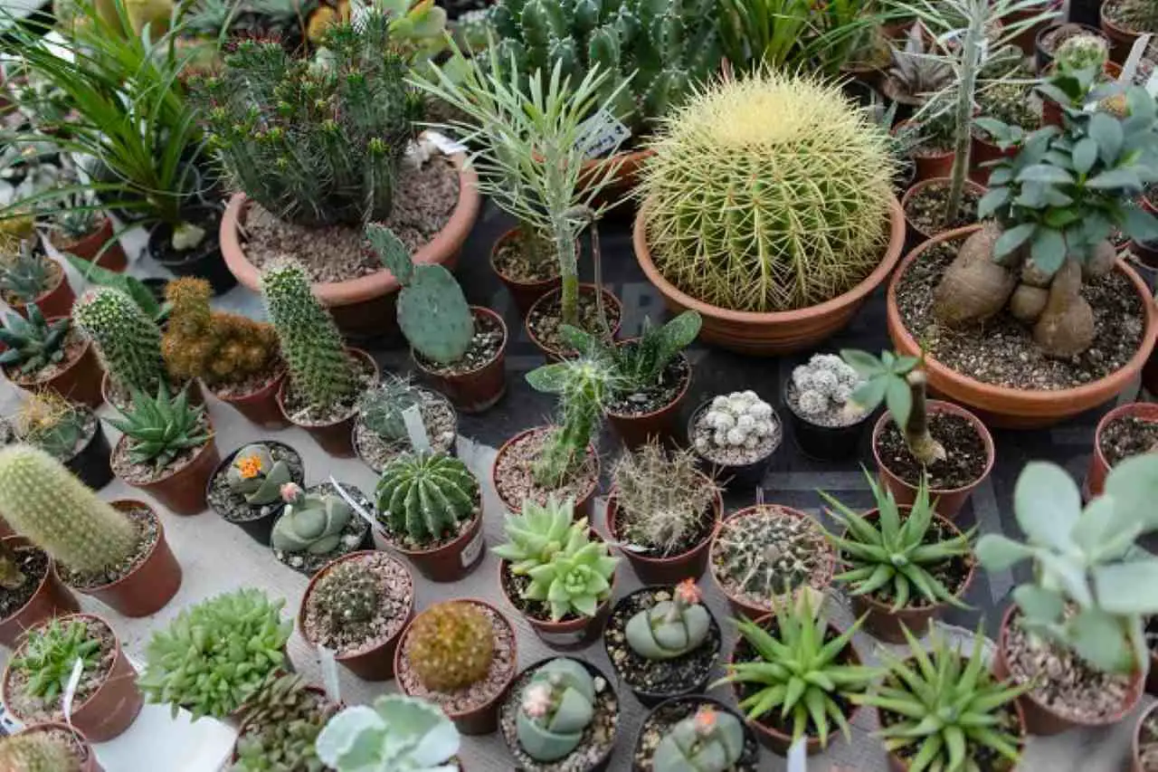 Le piante grasse indistruttibili che non muoiono anche senza acqua per mesi