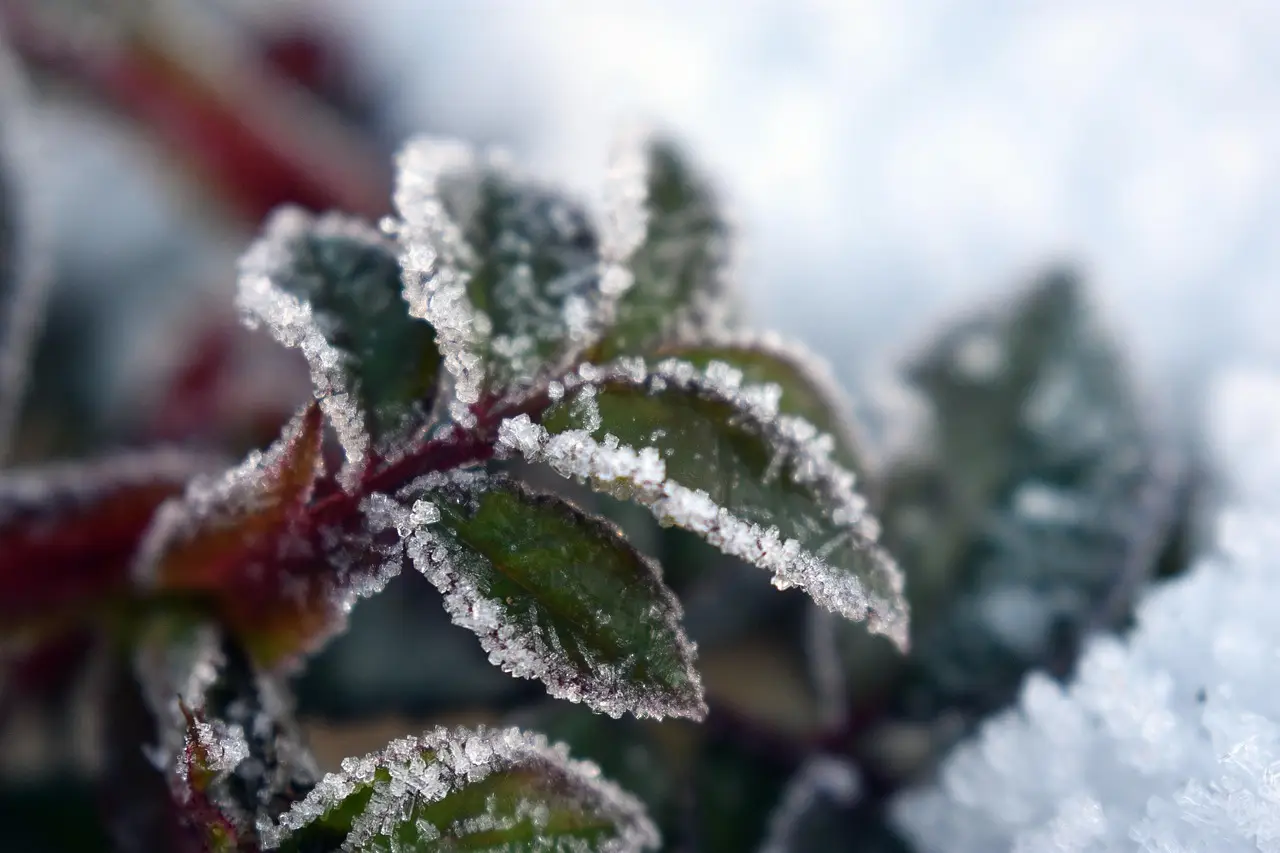 Vuoi fiori spettacolari anche in inverno? Ecco la pianta grassa che non teme il freddo