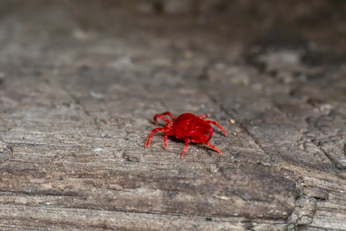 A quale temperatura fredda muoiono gli acari? Ecco la verità